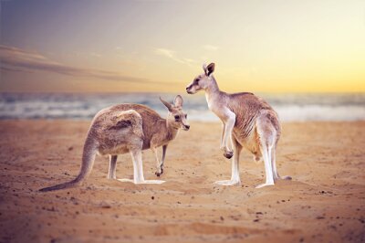 Papier peint  Des kangourous sur une plage australienne
