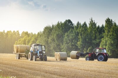 Papier peint  Des machines agricoles sur un champ doré chanfreiné déplacent des balles de foin après la récolte de céréales. Le tracteur charge les balles de foin sur la remorque. Concept de récolte.