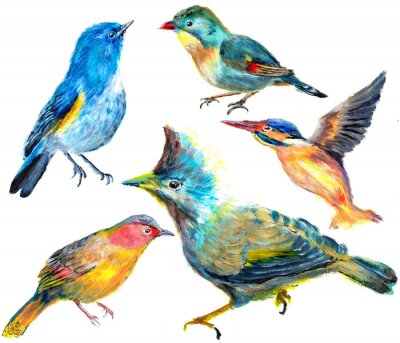 Papier peint  Des oiseaux aux couleurs vives