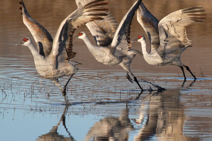 Papier peint  Des oiseaux qui s'envolent