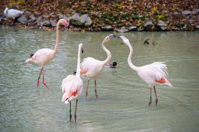 Papier peint  Des oiseaux rose clair dans un lac