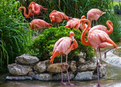 Des oiseaux roses dans un zoo portugais