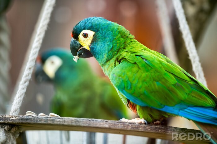 Papier peint  Des oiseaux verts dans une cage
