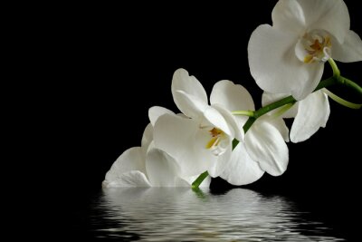 Papier peint  Des orchidées blanches sur fond noir