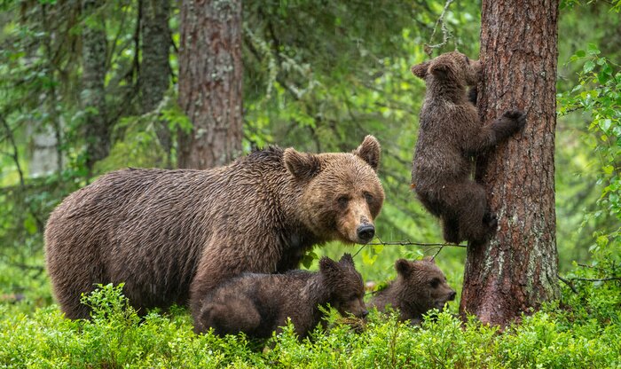 Papier peint  Des ours en train de monter sur l'arbre