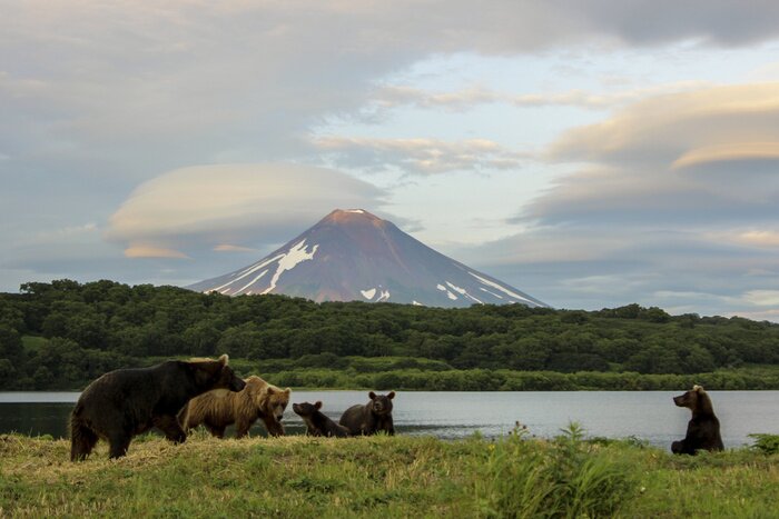 Papier peint  Des ours sur fond d'une montagne