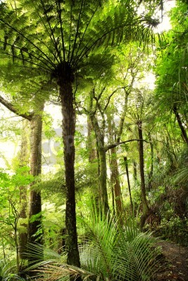 Papier peint  Des palmiers dans la jungle tropicale
