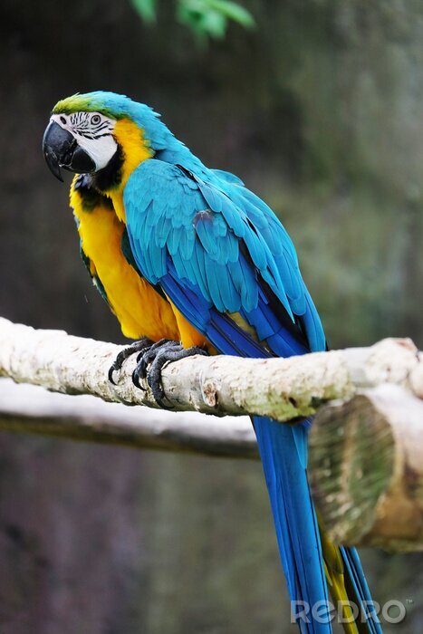 Papier peint  Des perroquets qui se câlinent