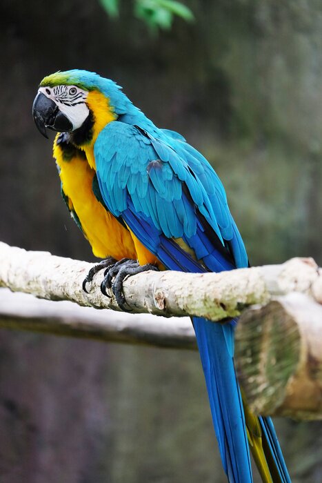 Papier peint  Des perroquets qui se câlinent