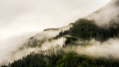 Des pins au sommet d'une montagne