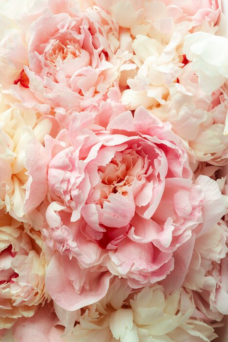 Papier peint  Des pivoines féeriques pleines de délicatesse