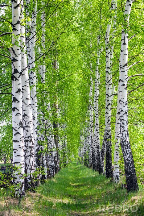 Papier peint  Des rangées de bouleaux