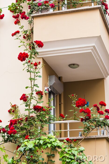 Papier peint  Des roses rouges sur un balcon