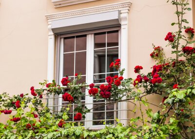 Des roses rouges sur une fenêtre