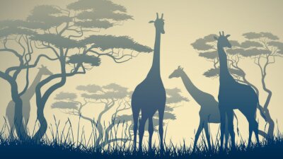 Papier peint  Des silhouettes de girafes dans la savane africaine