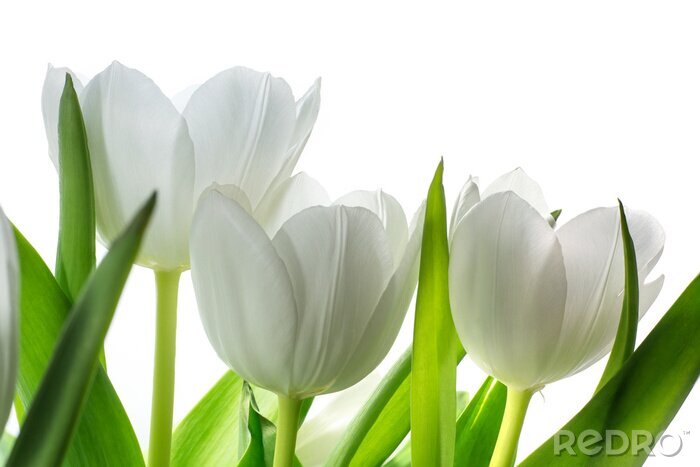Papier peint  Des têtes de tulipes blanches