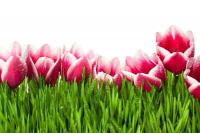 Papier peint  Des tulipes roses dans l'herbe