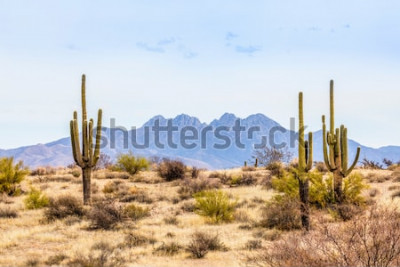 Papier peint  Désert de l'Arizona et cactus