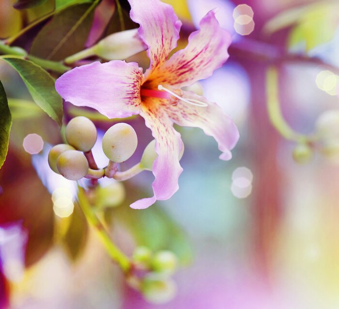 Papier peint  Design Fleur abstraite