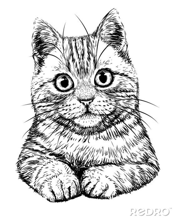 Papier peint  Dessin à la main noir et blanc de chat sympathique