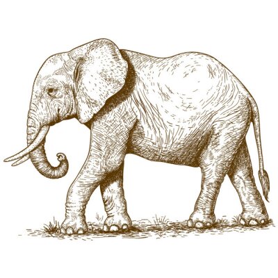 Papier peint  Dessin d'éléphant style rétro