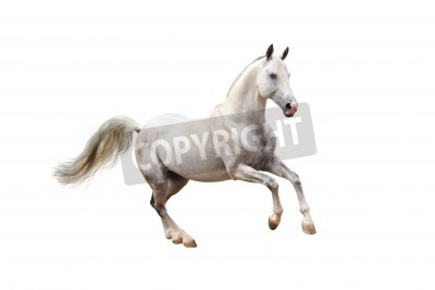 Papier peint  Dessin d'étalon sur fond blanc