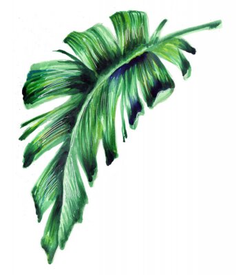 Dessin d'une feuille de bananier sur fond blanc