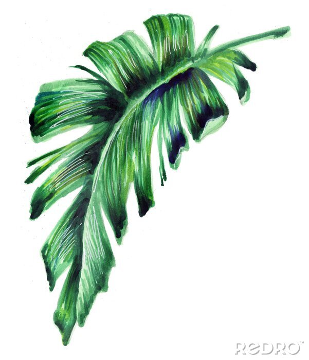 Papier peint  Dessin d'une feuille de bananier sur fond blanc