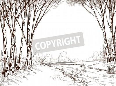 Papier peint  Dessin de bouleaux