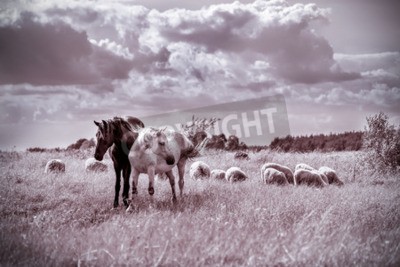 Papier peint  Dessin de chevaux style rétro