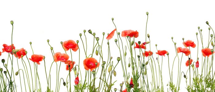 Papier peint  Dessin de fleurs rouges