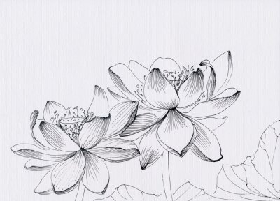 Papier peint  Dessin de plume d'encre d'art de ligne de fleur de lotus