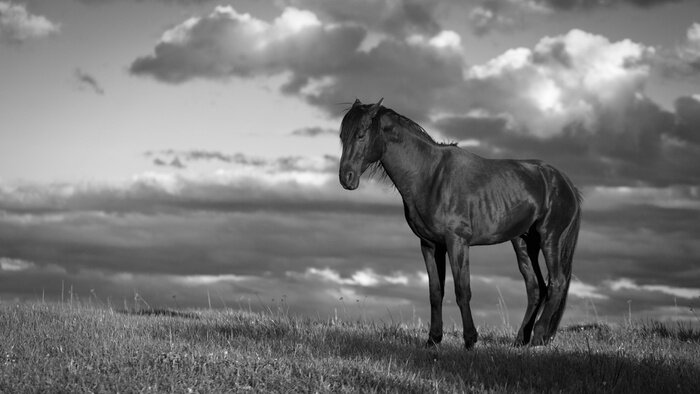 Papier peint  Dessin monochrome avec un cheval
