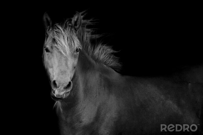 Papier peint  Dessin monochrome avec une jument