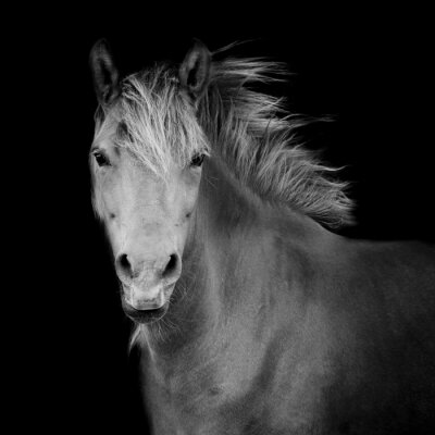 Papier peint  Dessin noir et blanc avec un cheval