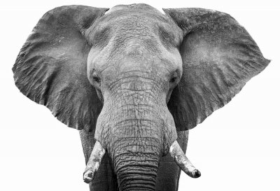 Dessin noir et blanc d'un éléphant marchant