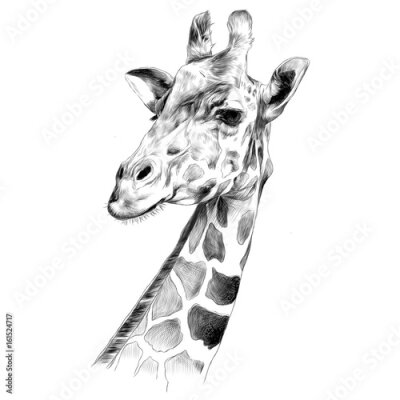 Papier peint  Dessin noir et blanc d'une tête de girafe