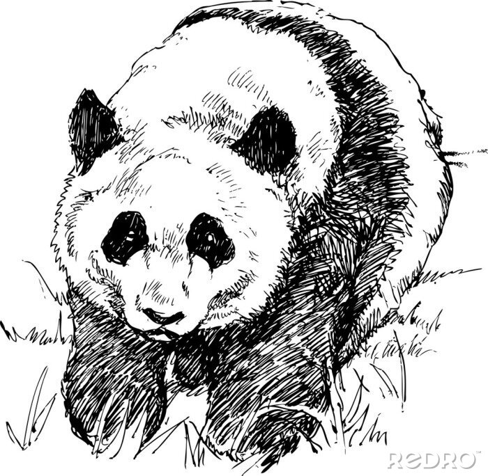 Papier peint  Dessin noir et blanc panda