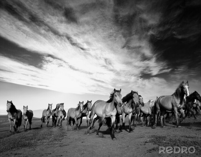 Papier peint  Dessin panoramique avec un troupeau de chevaux