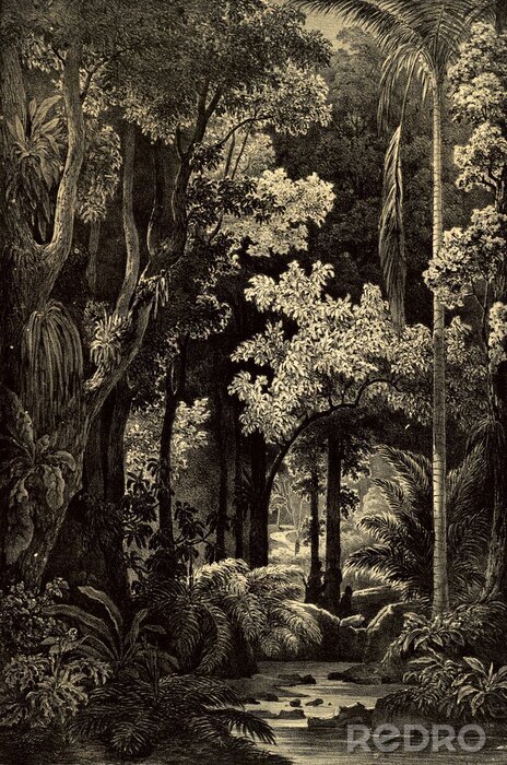 Papier peint  Dessin rétro d'une jungle dense de l'Amazonie