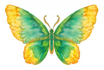 Papier peint  Dessin vif papillon