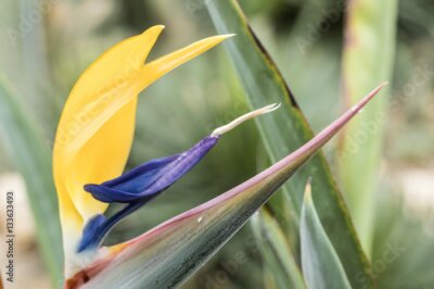 Papier peint  Détail, coloré, strelitzia