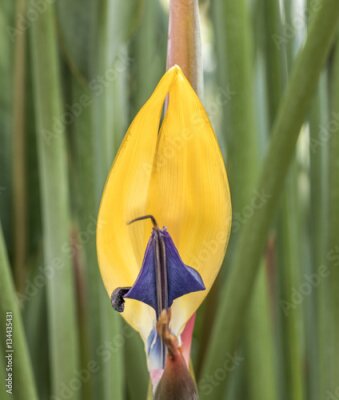 Papier peint  Détail, coloré, strelitzia