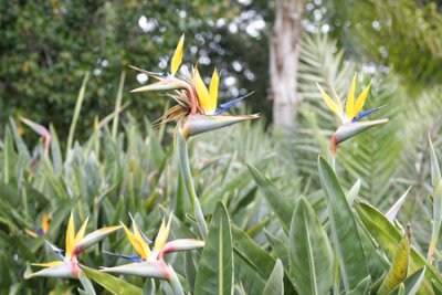 Papier peint  détail de la fleur de strelitzia dans un jardin en été