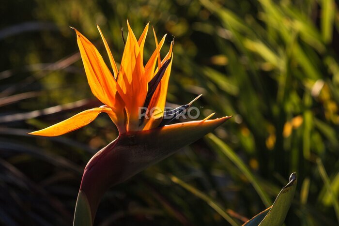 Papier peint  Détail de la fleur Strelitzia rétroéclairé