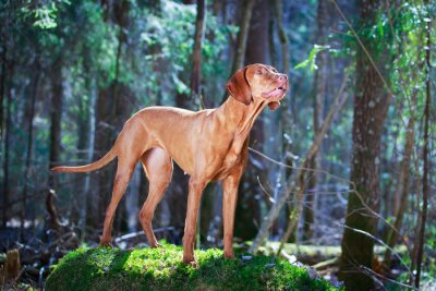Papier peint  Détail de la forêt avec un chien
