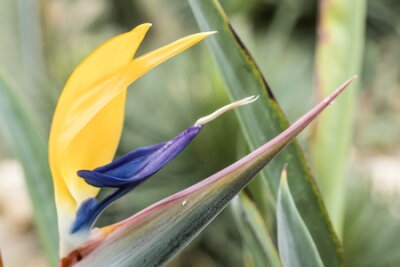 Papier peint  détail de strelitzia coloré avec fond de plante verte