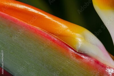 Papier peint  Detail macro flower bird of paradise (Strelitzia reginae) on the island of La Palma, Canary Islands (Spain).