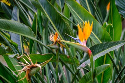 Papier peint  Detail of a Strelitzia reginae, popularly called bird of paradise, which is cultivated as an ornamental plant due to the peculiar shape of its flower.