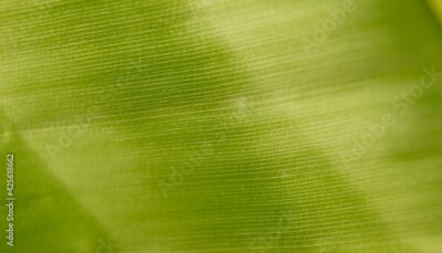 Papier peint  detail of a young leaf of Strelitzia, shallow depth of fields, natural colors, 